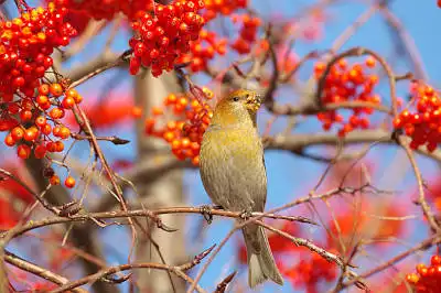 BORG71FLで撮影した野鳥・の写真画像