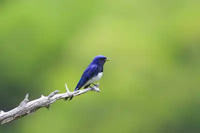 BORG71FLで撮影した野鳥・オオルリの写真画像