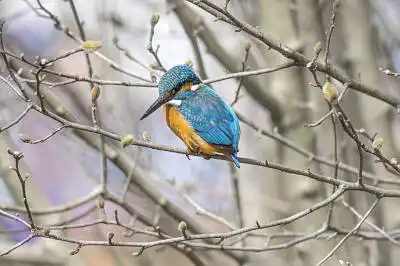 AFボーグ BORG89EDで撮影した野鳥・カワセミの写真画像
