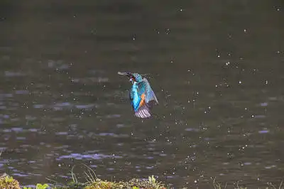 AFボーグ BORG89EDで撮影した野鳥・カワセミの写真画像