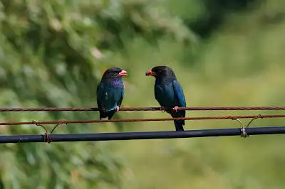 AFボーグ BORG90FLで撮影した野鳥・ブッポウソウの写真画像
