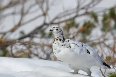 BORG71FLで撮影した野鳥・ライチョウの写真画像