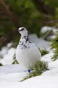 BORG71FLで撮影した野鳥・ライチョウの写真画像