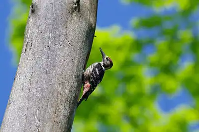 BORG90FLで撮影した野鳥・オオアカゲラの写真画像