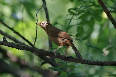 AFボーグ BORG90FLで撮影した野鳥・ガビチョウの写真画像