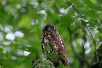 AFボーグ BORG90FLで撮影した野鳥・の写真画像