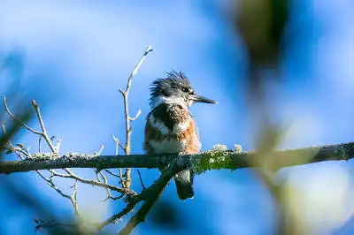 AFボーグ BORG71FLで撮影した野鳥・の写真画像