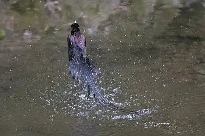 BORG71FLで撮影した野鳥・サンコウチョウの写真画像