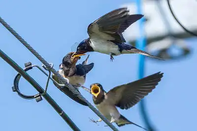 BORG71FLで撮影した野鳥・ツバメの写真画像