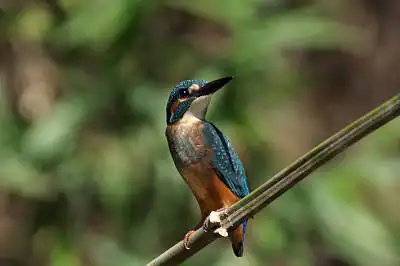 AFボーグ BORG90FLで撮影した野鳥・カワセミの写真画像