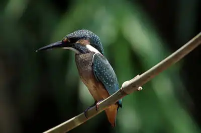 AFボーグ BORG90FLで撮影した野鳥・カワセミの写真画像