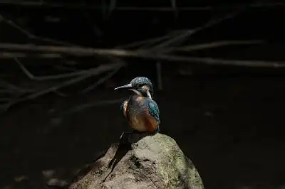 AFボーグ BORG71FLで撮影した野鳥・カワセミの写真画像