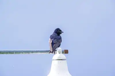 AFボーグ BORG71FLで撮影した野鳥・の写真画像