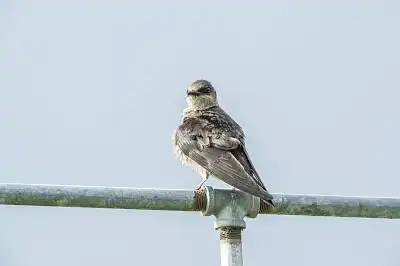 AFボーグ BORG71FLで撮影した野鳥・の写真画像