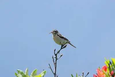 AFボーグ BORG71FLで撮影した野鳥・ノビタキの写真画像