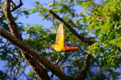 BORG90FLで撮影した野鳥・アカショウビンの写真画像