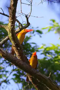 BORG90FLで撮影した野鳥・アカショウビンの写真画像