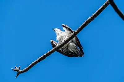 AFボーグ BORG71FLで撮影した野鳥・の写真画像