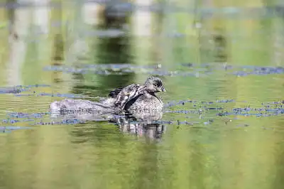 AFボーグ BORG71FLで撮影した野鳥・の写真画像