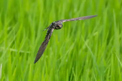 BORG71FLで撮影した野鳥・ツバメの写真画像