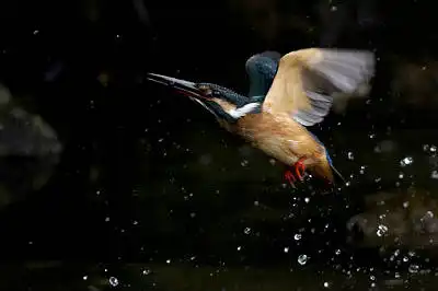 AFボーグ BORG71FLで撮影した野鳥・カワセミの写真画像