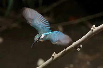 AFボーグ BORG71FLで撮影した野鳥・カワセミの写真画像