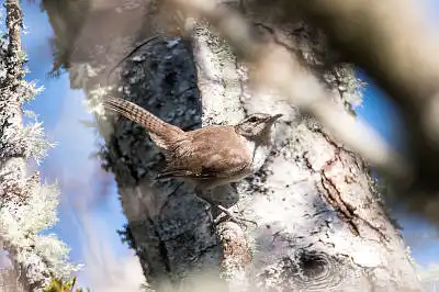 AFボーグ BORG71FLで撮影した野鳥・の写真画像
