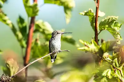 AFボーグ BORG71FLで撮影した野鳥・の写真画像