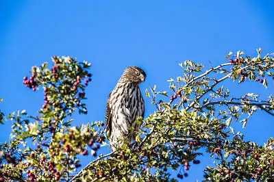 AFボーグ BORG71FLで撮影した野鳥・の写真画像