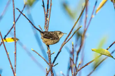 AFボーグ BORG71FLで撮影した野鳥・の写真画像