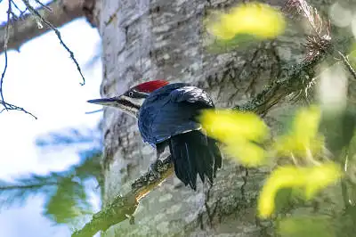 AFボーグ BORG71FLで撮影した野鳥・の写真画像