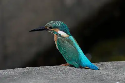 BORG50FLで撮影した野鳥・カワセミの写真画像