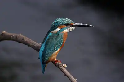 AFボーグ BORG90FLで撮影した野鳥・カワセミの写真画像