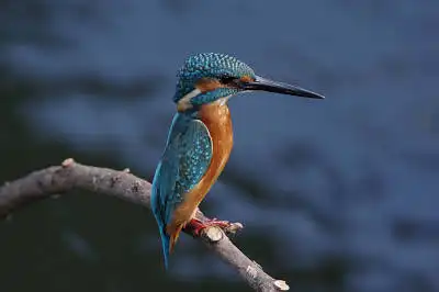 AFボーグ BORG90FLで撮影した野鳥・カワセミの写真画像