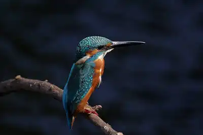 AFボーグ BORG90FLで撮影した野鳥・カワセミの写真画像