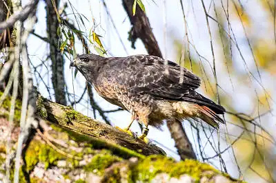 AFボーグ BORG71FLで撮影した野鳥・の写真画像