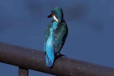 AFボーグ BORG71FLで撮影した野鳥・カワセミの写真画像