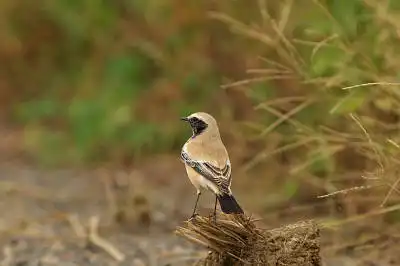 BORG90FLで撮影した野鳥・サバクビタキの写真画像