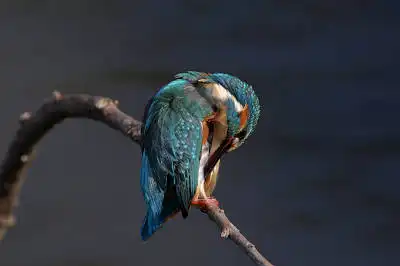 AFボーグ BORG90FLで撮影した野鳥・カワセミの写真画像