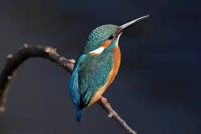 AFボーグ BORG90FLで撮影した野鳥・カワセミの写真画像