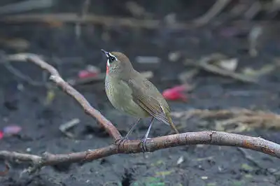BORG90FLで撮影した野鳥・ノゴマの写真画像