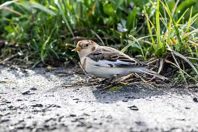 AFボーグ BORG71FLで撮影した野鳥・の写真画像