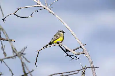 BORG71FLで撮影した野鳥・の写真画像