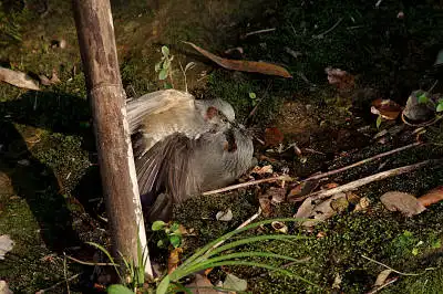 BORG90FLで撮影した野鳥・ヒヨドリの写真画像