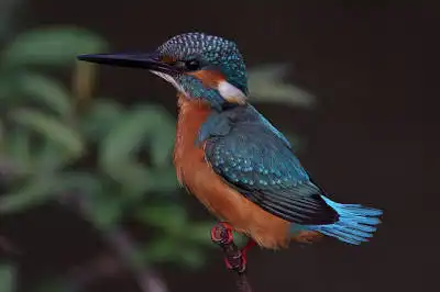 AFボーグ BORG90FLで撮影した野鳥・カワセミの写真画像