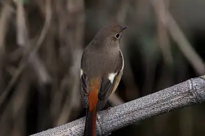 AFボーグ BORG90FLで撮影した野鳥・ジョウビタキの写真画像