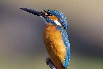 BORG77EDⅡで撮影した野鳥・カワセミの写真画像