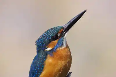 BORG77EDⅡで撮影した野鳥・カワセミの写真画像
