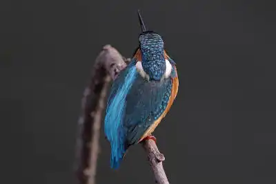 BORG90FLで撮影した野鳥・カワセミの写真画像