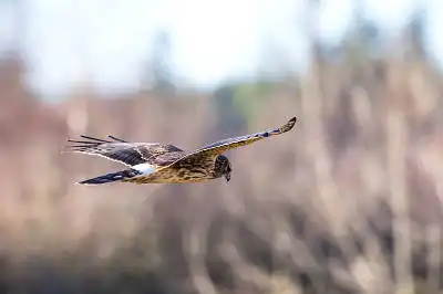 AFボーグ BORG71FLで撮影した野鳥・の写真画像